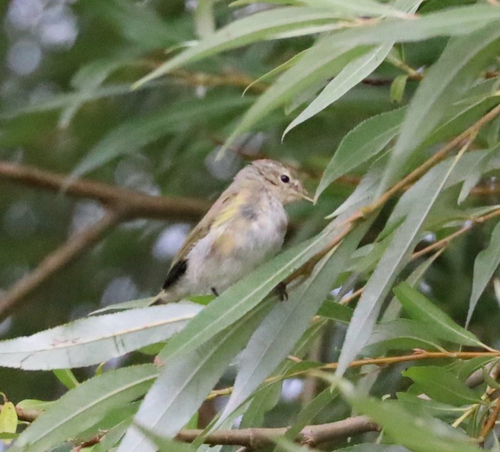 Common Chiffchaff