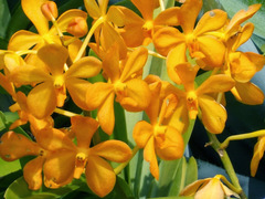 Vanda