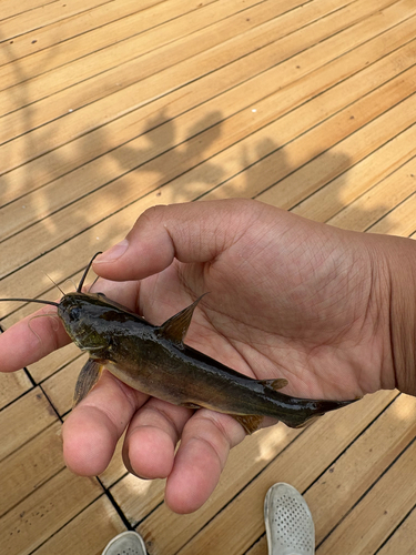 Gulio Catfish