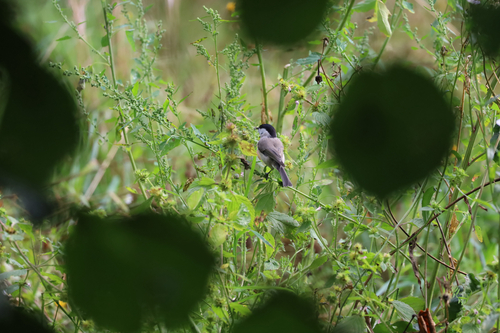 Marsh Tit