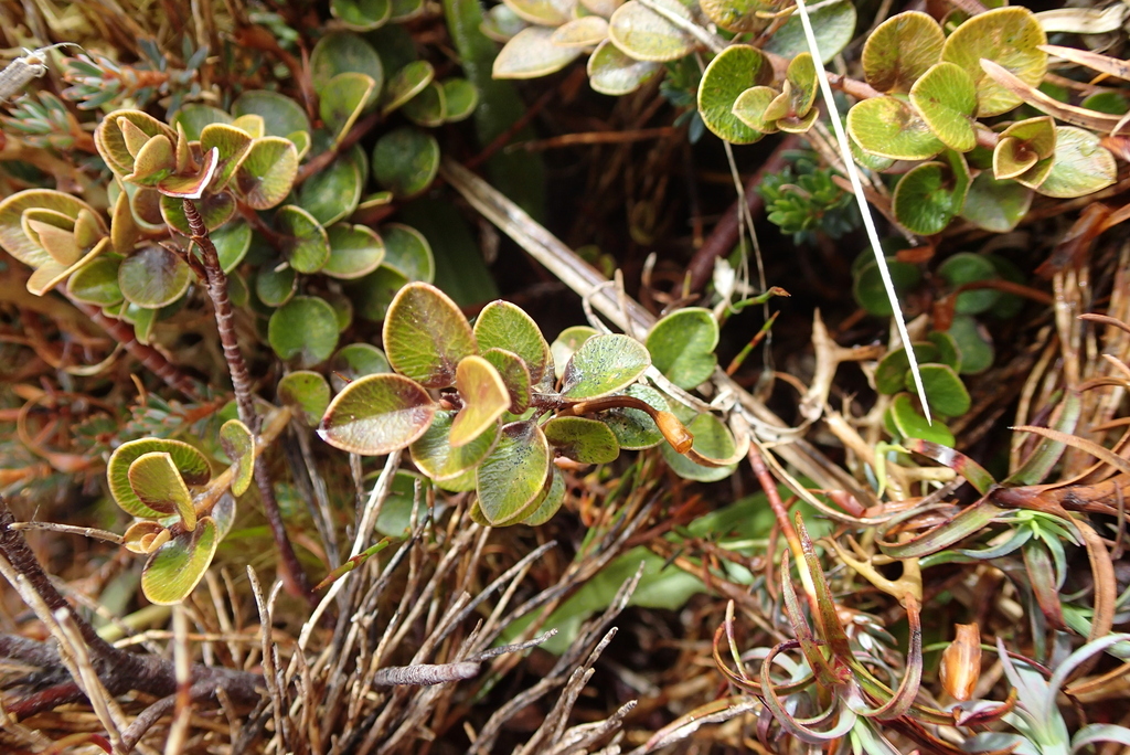 Myrsine nummularia; photograph (c) Lorraine Cook, some rights reserved (CC BY)
