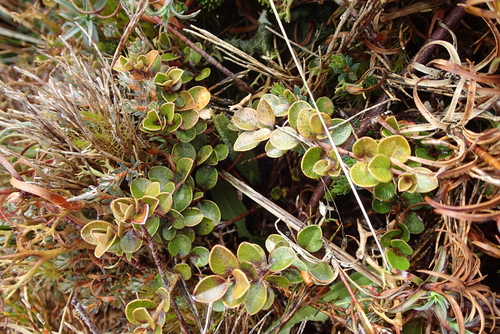 Myrsine nummularia, photograph 1