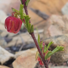 Hermannia angularis