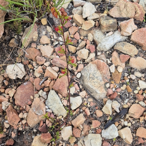 Hermannia angularis, photograph 1