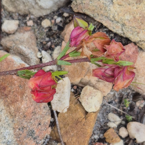 Hermannia angularis, photograph 2