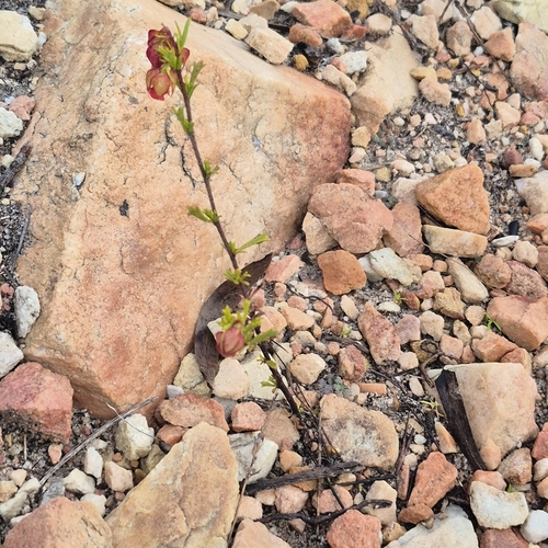 Hermannia angularis, photograph 3