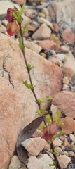 Hermannia angularis, photograph (c) Henry de Lange, some rights reserved (CC BY)