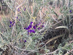 Psorothamnus arborescens