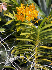 Vanda