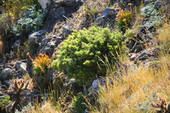 Galium catalinense acrispum