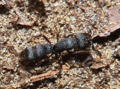 Bothroponera sculpturata