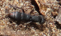 Bothroponera sculpturata