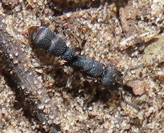 Bothroponera sculpturata