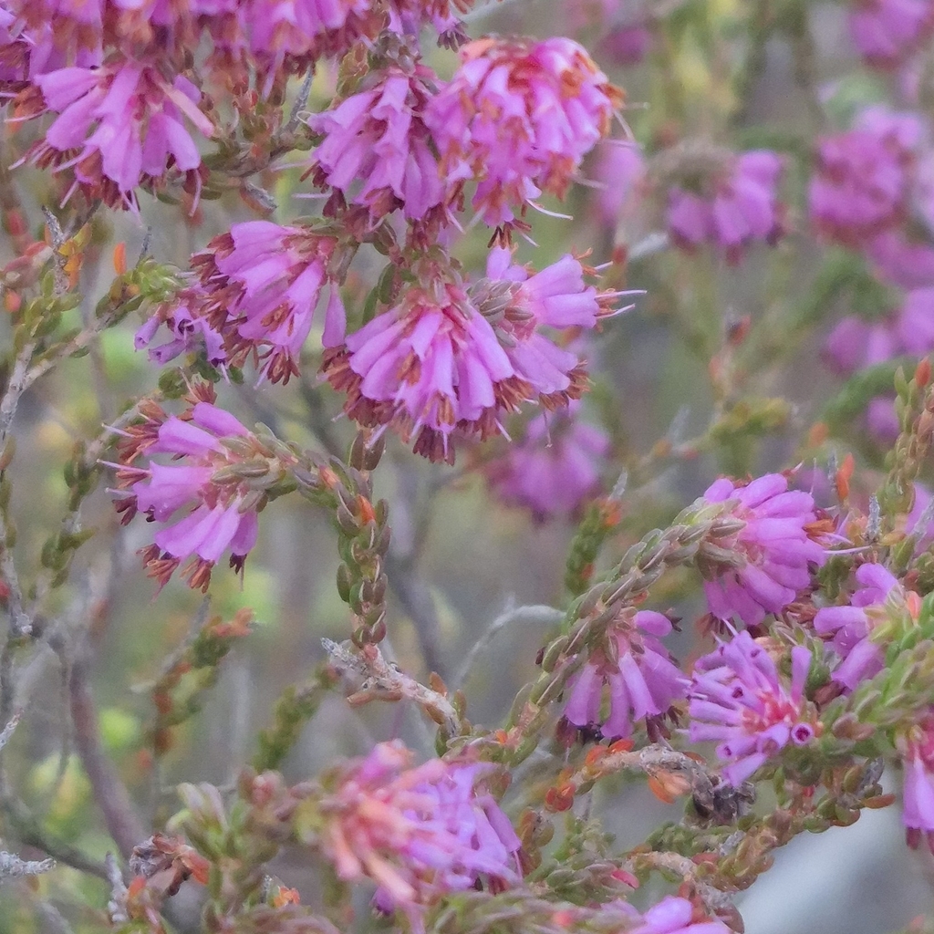 Erica labialis; photograph (c) Henry de Lange, some rights reserved (CC BY)