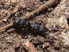 Bothroponera sculpturata
