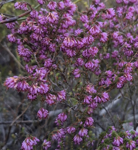 Erica labialis, photograph 1