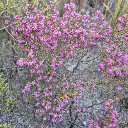 Erica labialis, photograph 2