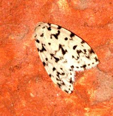 Aemene taprobanis