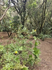 Hypericum grandifolium, photograph (c) Elizabete Marchante, some rights reserved (CC BY)