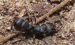 Bothroponera sculpturata