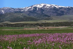 Primula pauciflora pauciflora