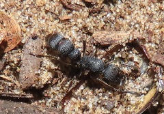 Bothroponera sculpturata