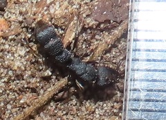 Bothroponera sculpturata