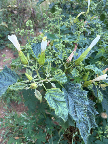 jimsonweed