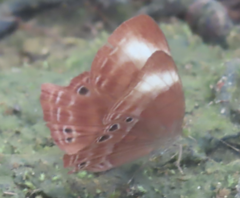 Abisara