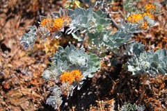 Acmispon argophyllus adsurgens