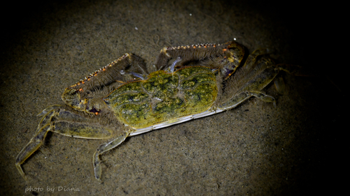 Macrophthalmus abbreviatus