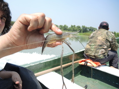 Macrobrachium acanthurus