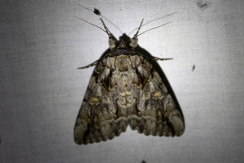 Bride Underwing (Catocala neogama)