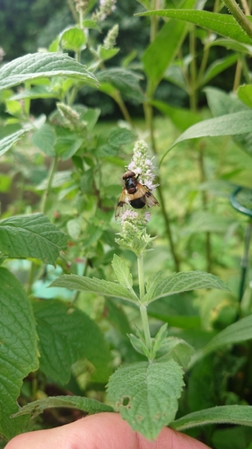 Pellucid Hover Fly