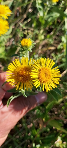 Meadow Fleabane