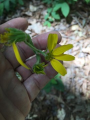 Arnica acaulis