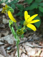 Arnica acaulis