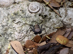 Phrynus operculatus
