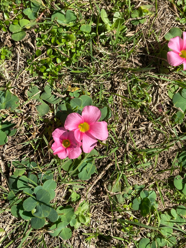 Purple woodsorrel