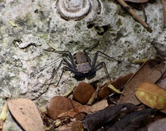 Phrynus operculatus