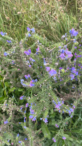 viper's-bugloss