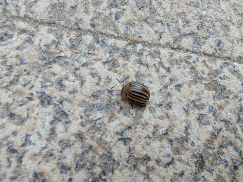Colorado Potato Beetle