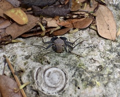 Phrynus operculatus