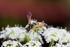 Tenthredo marginella