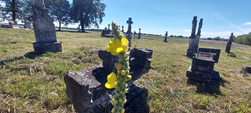 Orange Mullein