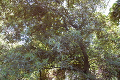 Nectandra angustifolia