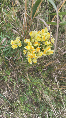 common toadflax