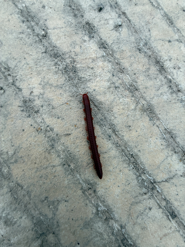 Rusty Millipede