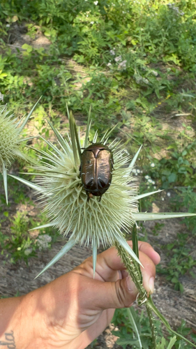 European Rose Chafer