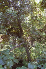 Nectandra angustifolia